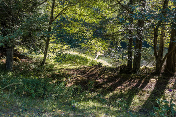 dense forest by the river on a sunny day with green grasses filled river bank