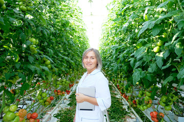 Young Woman Looking at Tomato Plant in Greenhouse