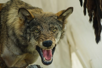 A stuffed wolf with a bared mouth on the background of furs. Hunt for wild animals. Hunting...