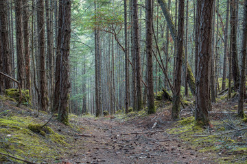 rough hiking path in the forest with tall straight trees on both sides on a slightly misty morning 