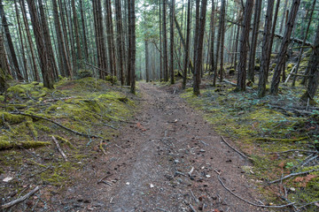 rough hiking path in the forest with tall straight trees on both sides on a slightly misty morning 