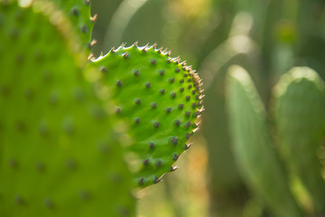 Nopal, catácea representativa de la cultura popular mexicana