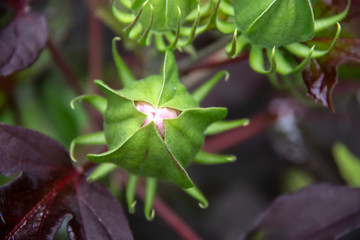 Alien bud -Hibiscus bud looks like a green alien - beautiful with green casing and curled tips and tiny bit of pink flower emerging against a background of dark blurred purple leaves - selective focus