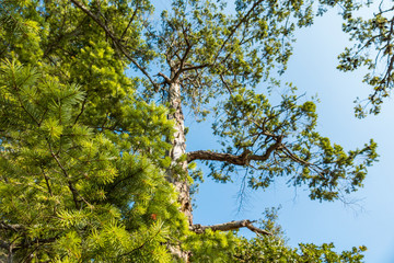 dense pine needles foliage in the forest under bright blue sky with a tall, straight tree grown behind