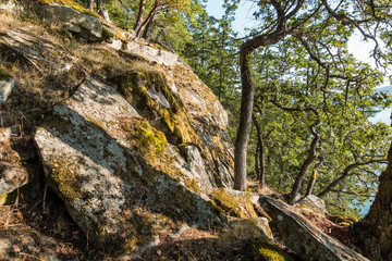 Fototapeta na wymiar dense arbutus and pine trees grown on the rocky cliff face with mosses covered rocks facing under the sun 