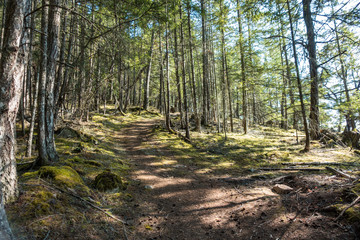 rough hiking trail over the slope inside forest with trees on both sides and sunlight shine through the foliage cast few shadow on the ground 
