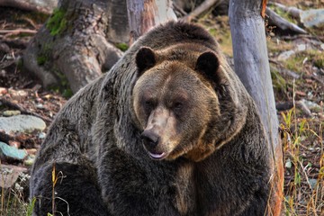 brown bear in zoo