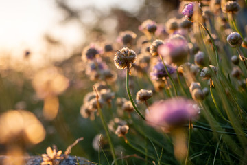 red clover in back light