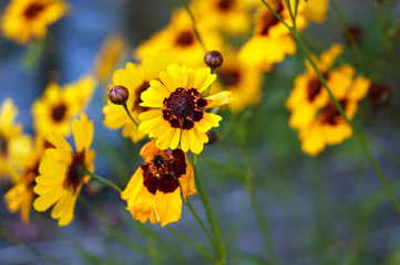 yellow wildflowers daisies on blurry bokeh background