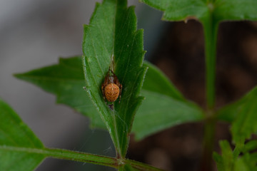 Brown Spider in Leaf 01