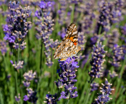 Closed Winged Painted Lady Butterfly on Lavender