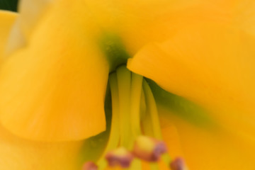 Fototapeta premium Lily Anther Stem