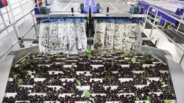 Fresh ripe red bing cherries in a packing warehouse in Oregon