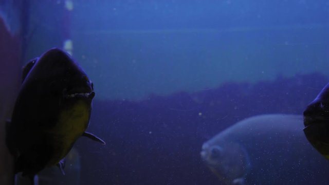 Close-up, Black Paku Fish, Colossoma macropomum, Swim Behind Glass in a Dark Backlit Aquarium