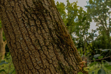 trunk of a tree with moss