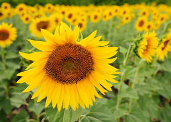 sunflower close-up against a field of yellow flowers