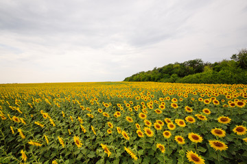 beautiful landscape - a field of sunflower flowers on a sky background.