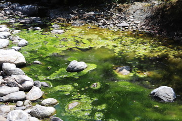 Algues dans une rivière des Cévennes	