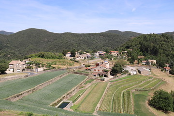 Champs d'oignons doux à Saint André de Majencoules, Cévennes