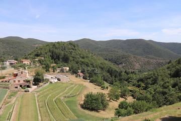 Champs d'oignons doux à Saint André de Majencoules, Cévennes