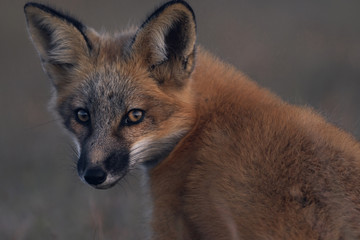 Young Red Fox on the Prairie at Dusk