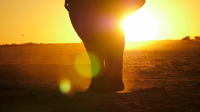 Legs and feet of elephant bull walking toward camera, blocking the sunset as it sways with each step. Scratches front feet together, causing backlit dust to fall to the ground. Lens flare