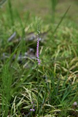 Ladies' tresses (Screw flower) makes a pink spiral floret bloom at a lawn in a park in summer.