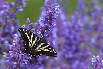Tiger Swallowtail Butterfly on Purple Flowers