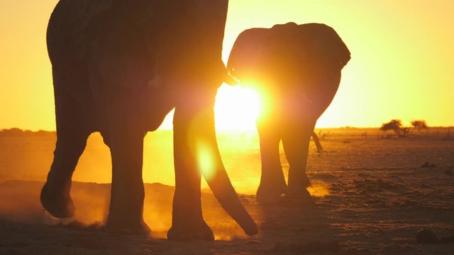 Silhouette of two bull elephants swagger toward camera, one in front of the other. Outlines converge and block the orange sunset behind, which gives backlighting to dust kicked up by feet.