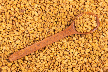 Trigonella foenum-graecum. Fenugreek seeds. Text space