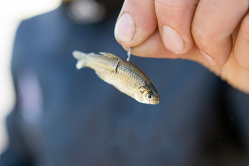 Little Mojarra fish for bait fishing hook