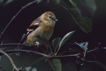 Close-Up of a Young Female Goldfinch Perched