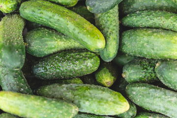 Cucumber background Cucumber harvest. many cucumbers. cucumbers from the field.