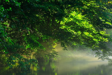 岩手県　夏の渓流