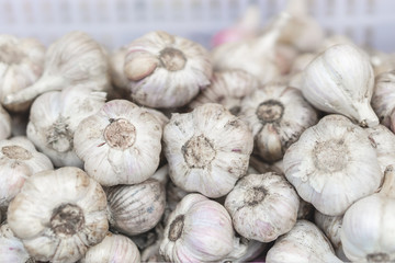 White garlic pile texture. Fresh garlic on market table closeup photo. Selective focus.