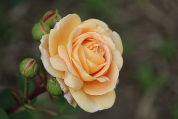 natürliche schöne orange Rose