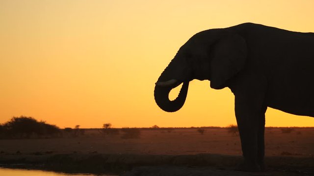 Backlit side silhouette of bull elephant stands alone, drinks water, pours a lot out onto the ground, then urinates and defecates. Backlit against orange sky at sunset.