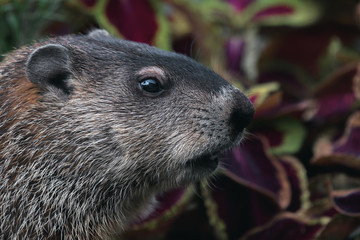 Close Up of a Groundhog in Early Autumn