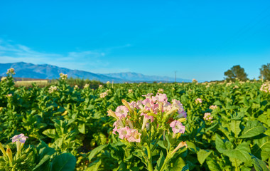 Fototapeta na wymiar Fields cultivated with tobacco plants. Sprinkler the tobacco fields in summer. Extremadura.. Spain