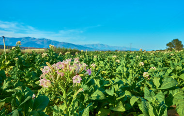 Fields cultivated with tobacco plants. Sprinkler the tobacco fields in summer. Extremadura.. Spain