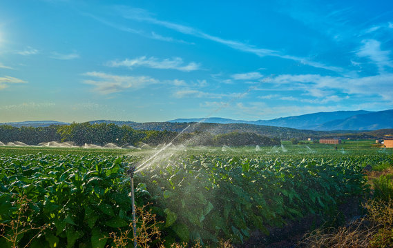 Fields cultivated with tobacco plants. Sprinkler the tobacco fields in summer. Extremadura.. Spain