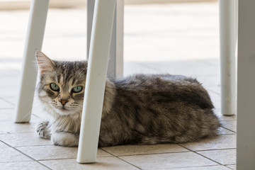 Long haired cat of livestock in relax outdoor, siberian breed