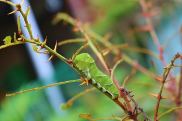 チョウ　アゲハ　幼虫　さんしょの木