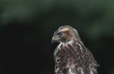 Close Up of Cooper's Hawk