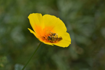 Fototapeta premium California Poppy Bee 03