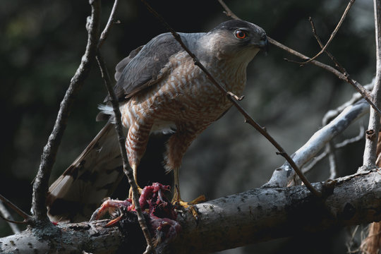 Close-up of Sharp-Shinned Hawk with Prey