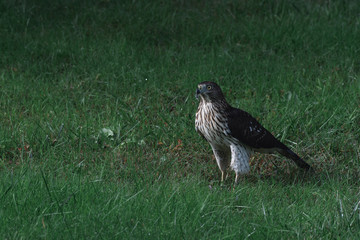 Cooper's Hawk in the Grass