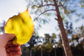 Obraz premium Close up of Yellow autumn Broussonetia papyrifera leaf