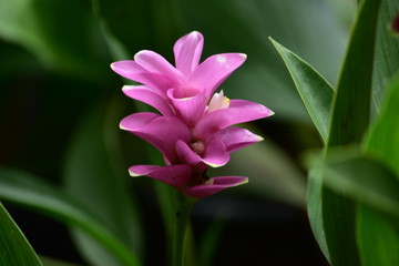 Purple Siam tulip blooming after rain in the wild.