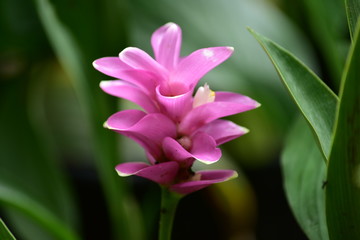 Purple Siam tulip blooming after rain in the wild.